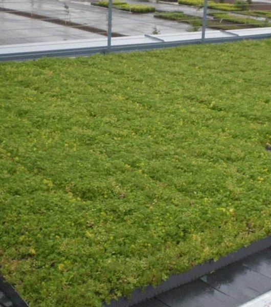 Grass on flat roof in the Pacific Northwest